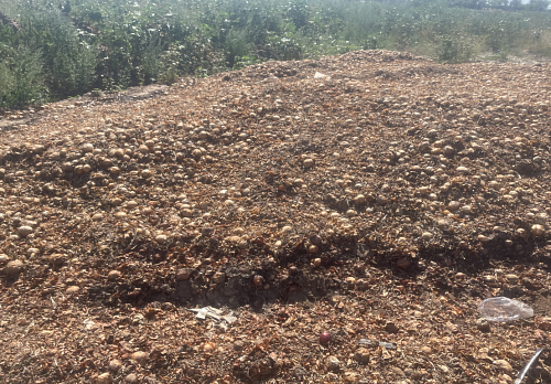 В Волгоградской области фермер устроил свалку на почве из отходов выращенного лука